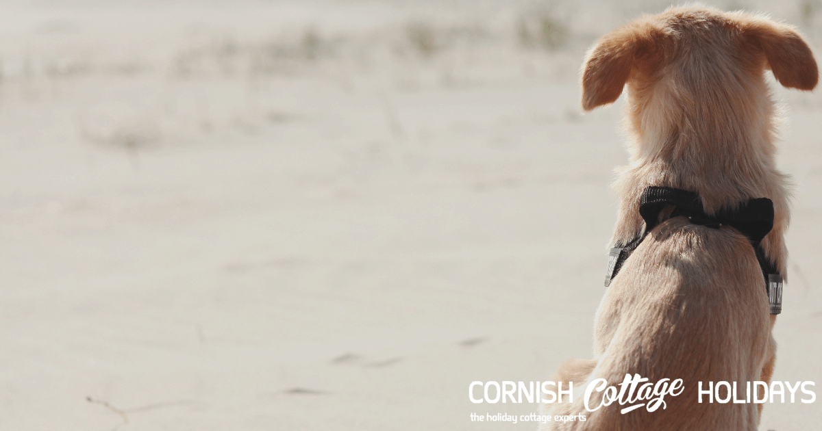 Top 10 Dog Friendly Beaches In North Cornwall Cornish