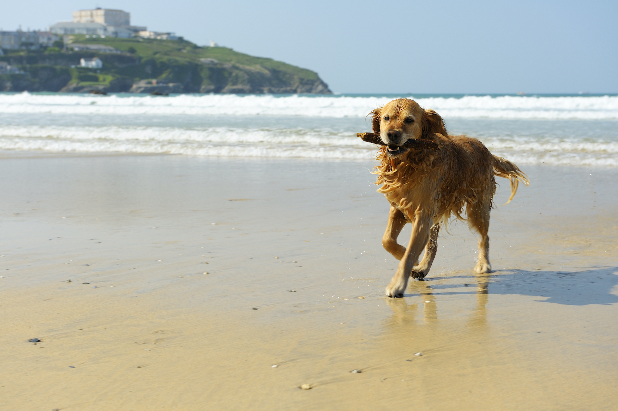 Dog friendly beaches in Cornwall Cornish Cottage Holidays Blog